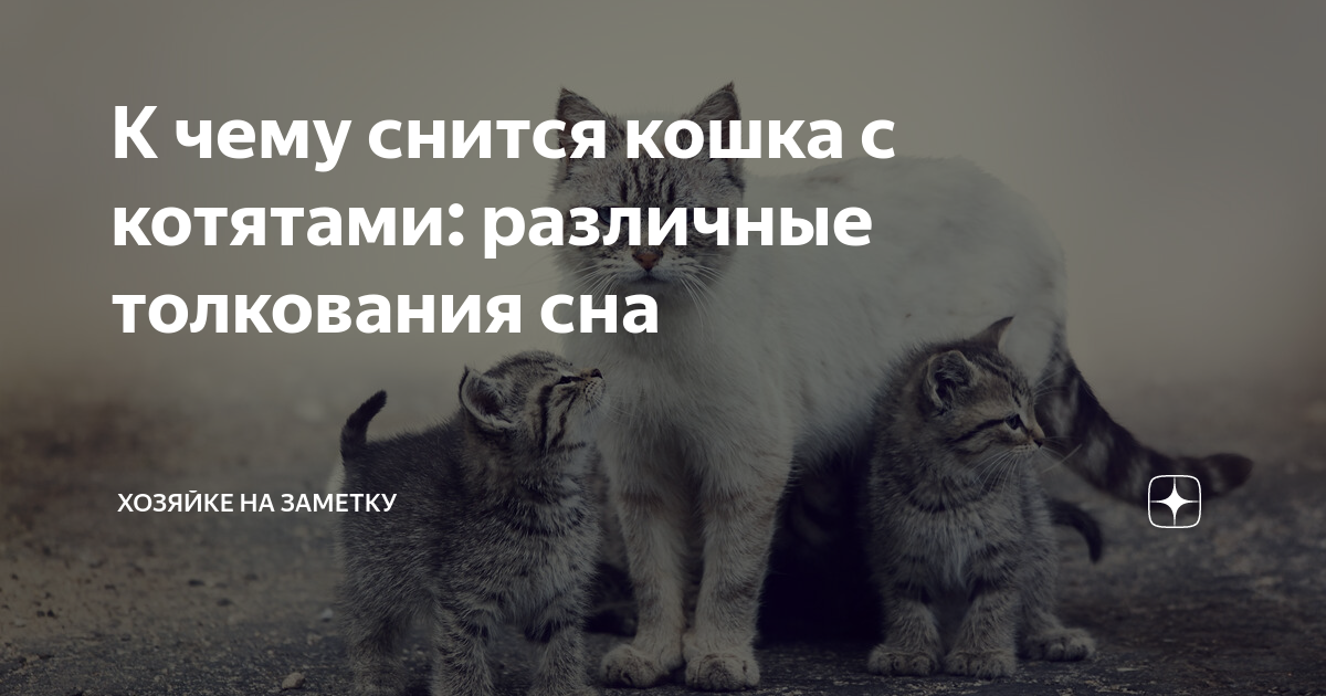 к чему снится кошка с котятами исламский сонник