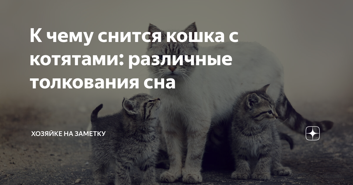 К чему снятся кошки. К чему снятся коты и кошки. К чему снятся коты женщине. Кошка во сне к чему снится женщине.