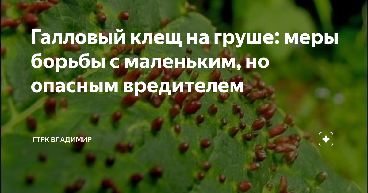 Как определить наличие вредителя на деревьях