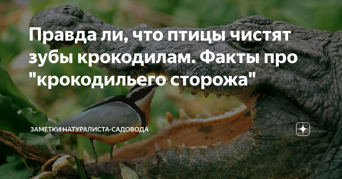 Правда ли, что птицы чистят зубы крокодилам. Факты про "крокодильего сторожа" За