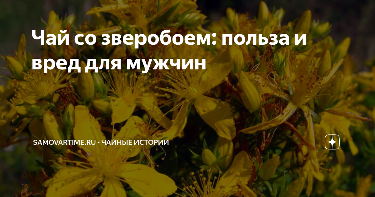 Зверобоя обыкновенного трава препараты. Чем полезен зверобой для человека. Зверобой для мужчин. Зверобой монбре. Зверобой травник.