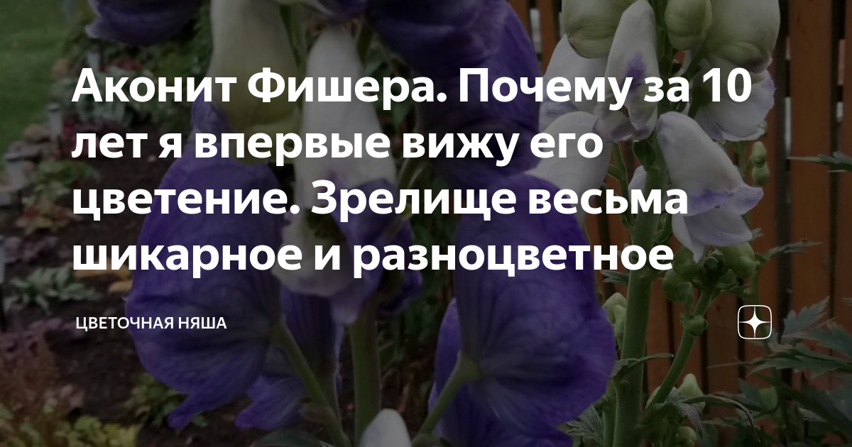 Аконит Фишера. Почему за 10 лет я впервые вижу его цветение. Зрелище ...