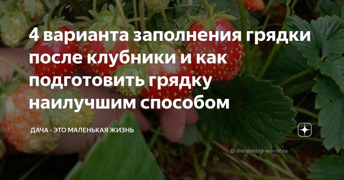 Что можно посадить после клубники. Что садить после клубники.