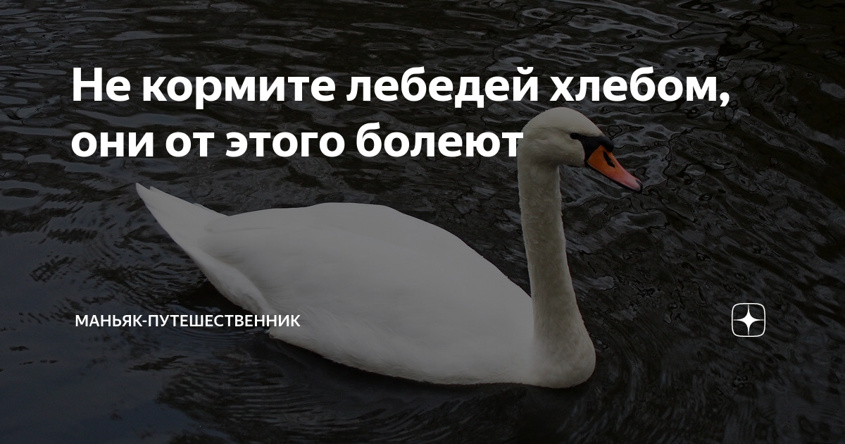 Уток не кормить. Можно ли кормить лебедей хлебом на пруду. Можно ли кормить лебедей хлебом. Чем кормить диких лебедей. Лебедей кормить хлебом.