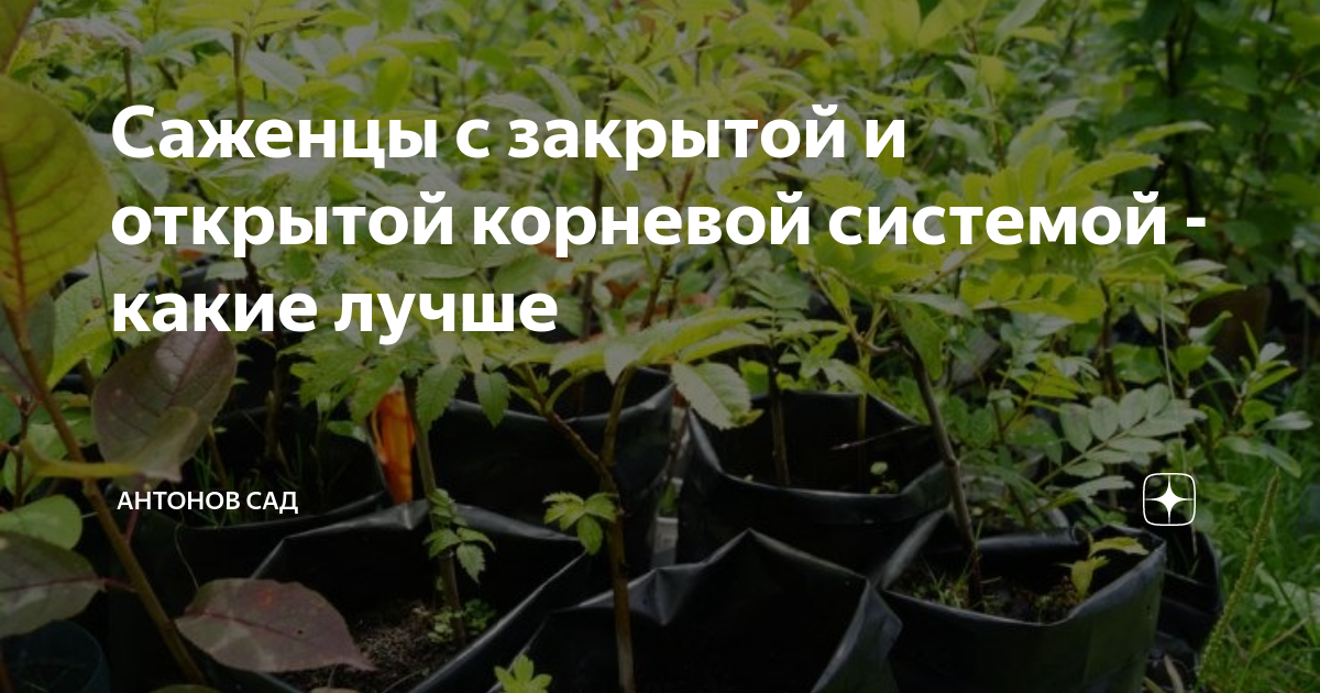 Саженцы с закрытой и открытой корневой системой - какие лучше | Антонов ...