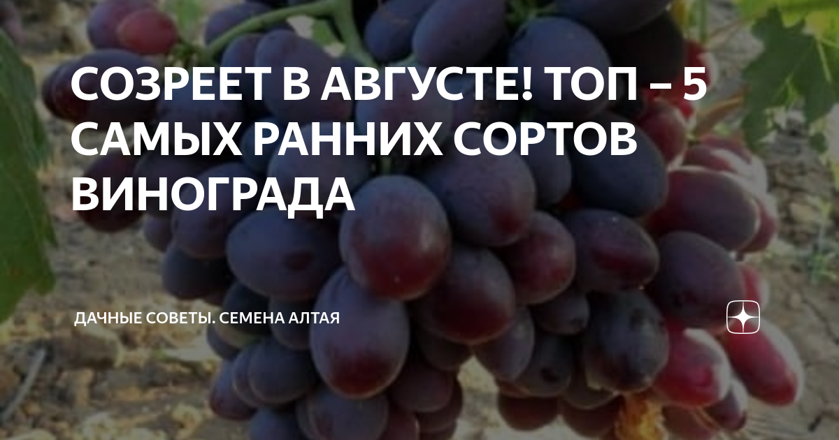 СОЗРЕЕТ В АВГУСТЕ! ТОП – 5 САМЫХ РАННИХ СОРТОВ ВИНОГРАДА | Семена Алтая ...