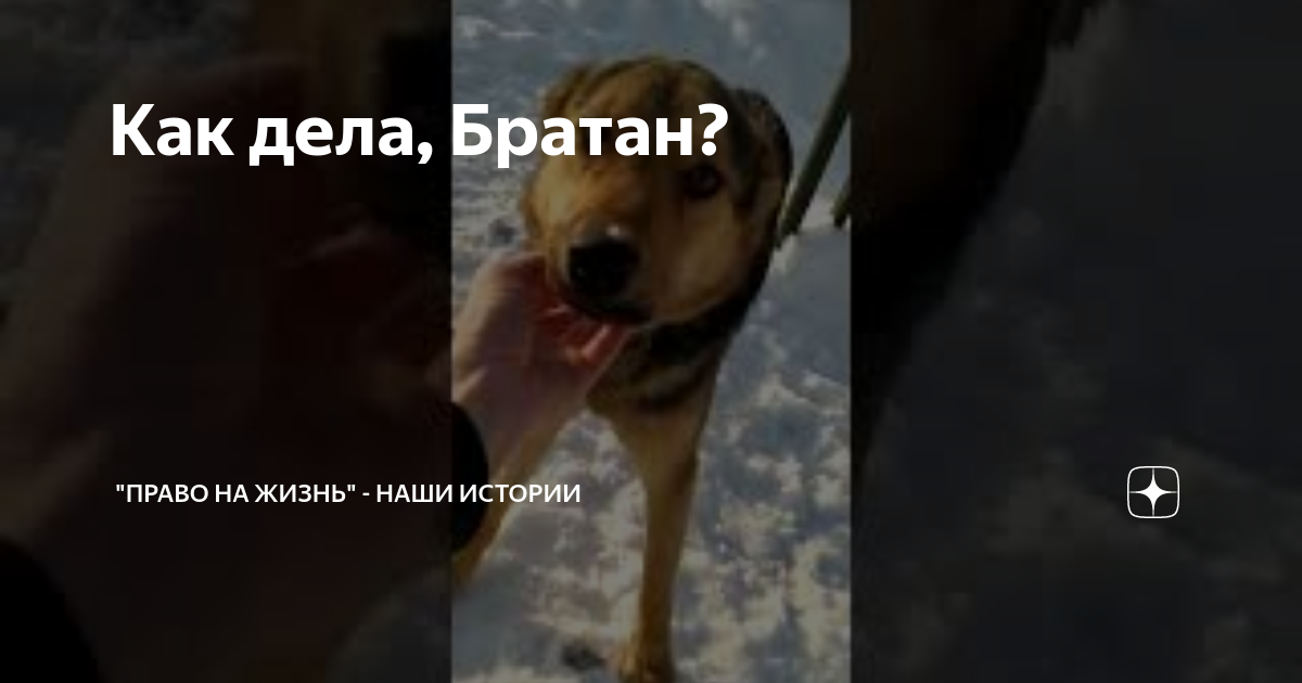 как дела братан