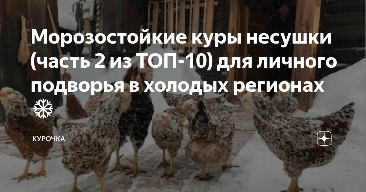Морозостойкие куры несушки (часть 2 из ТОП-10) для личного подворья в ...