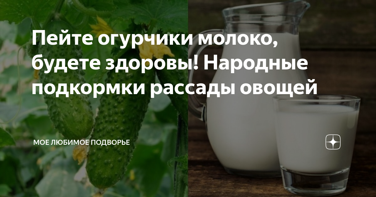 Можно ли поливать рассаду молоком