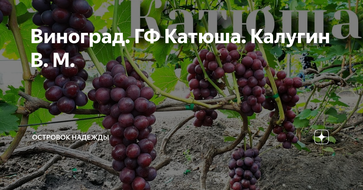 Саженцы Виноград Преображение ( 2 года , С2 , 20-40 см ) - купить с доставкой по