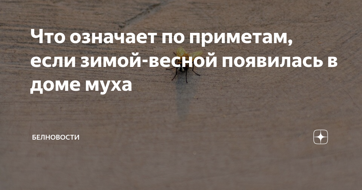 К чему большие мухи в доме. Приметы о мухах — залетела в дом, упала в еду