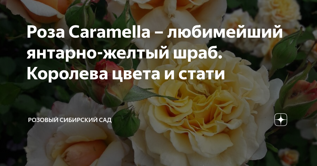 Роза Caramella – любимейший янтарно-желтый шраб. Королева цвета и стати ...