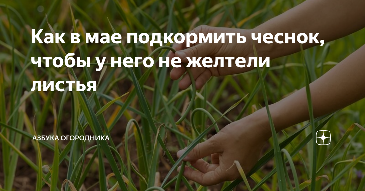 Чем подкормить в мае. Чем подкормить чеснок в мае