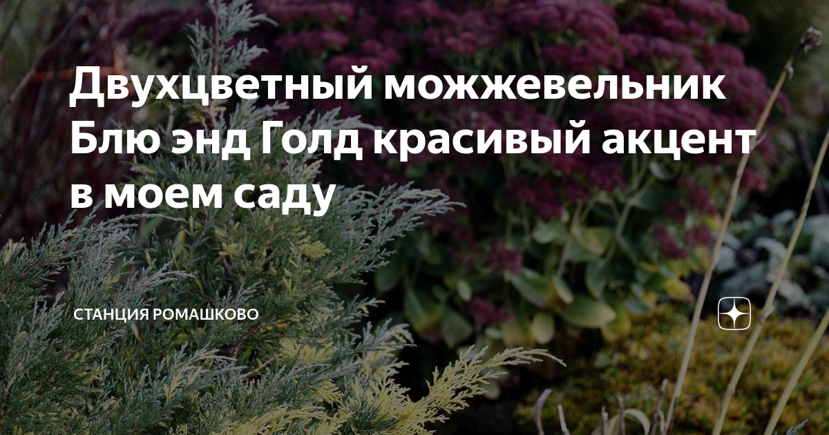 Двухцветный можжевельник Блю энд Голд красивый акцент в моем саду ...