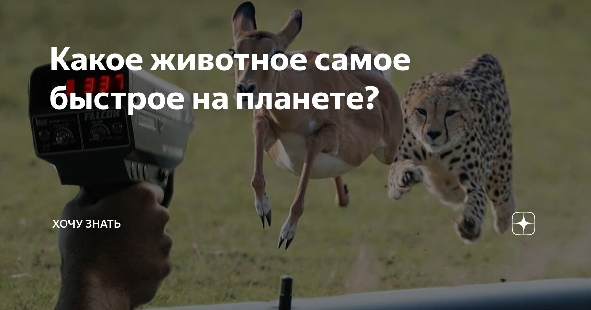 Какое животное самое быстрое на планете? | Хочу Знать | Дзен