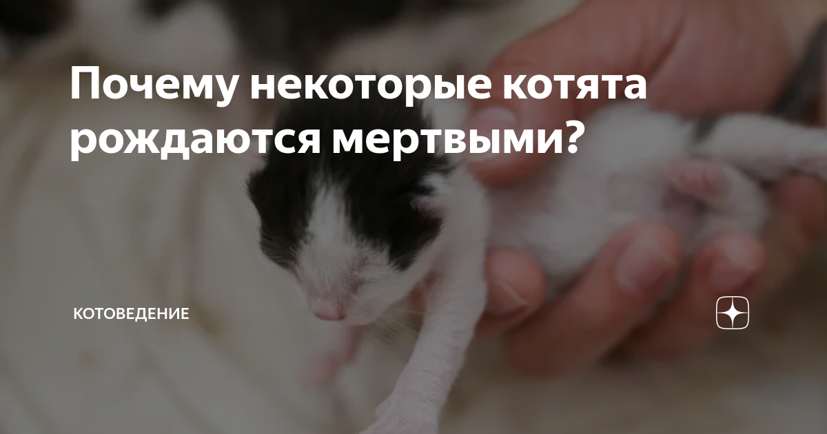 Сонник родить котенка