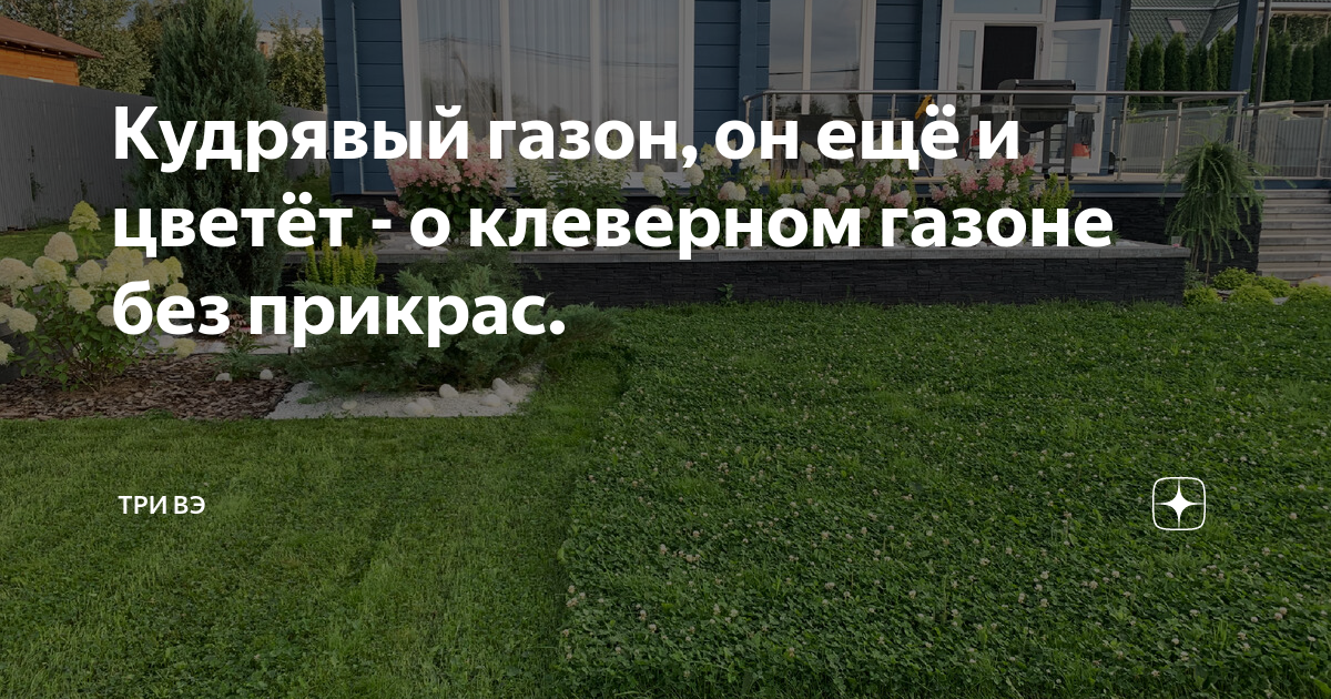Кудрявый газон, он ещё и цветёт - о клеверном газоне без прикрас. | Три ...