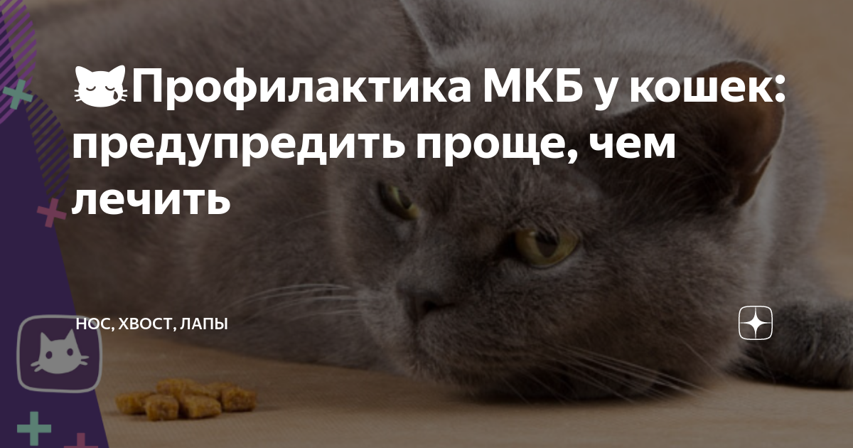 😿Профилактика МКБ у кошек: предупредить проще, чем лечить | Нос, хвост ...