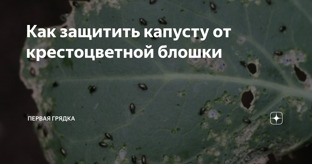 Крестоцветная блошка на капусте чем обработать. Средство от крестоцветной блошки. Отрава от крестоцветной блошки на капусте. Крестоцветная блошка грядка лутрасил. Чем закрыть капусту от блошки фото.