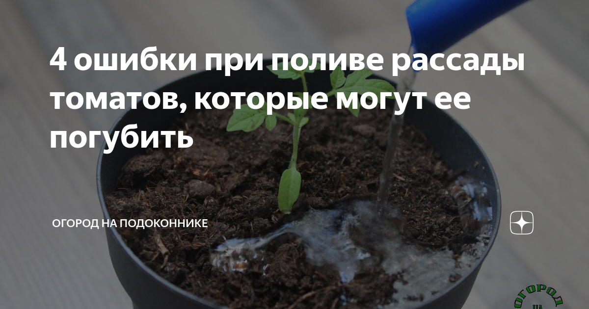 4 ошибки при поливе рассады томатов, которые могут ее погубить | Огород ...