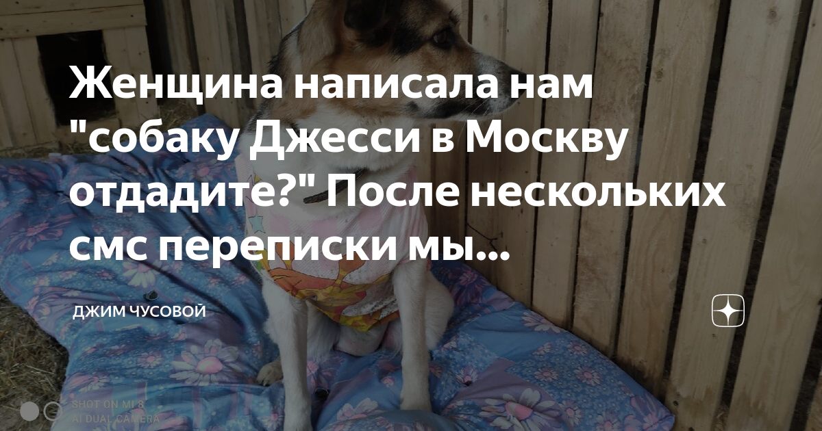 Отдам после лечения. Джим Чусовой. Джим Чусовой приют. Собака из садов под Екатеринбургом Джим Чусовой.