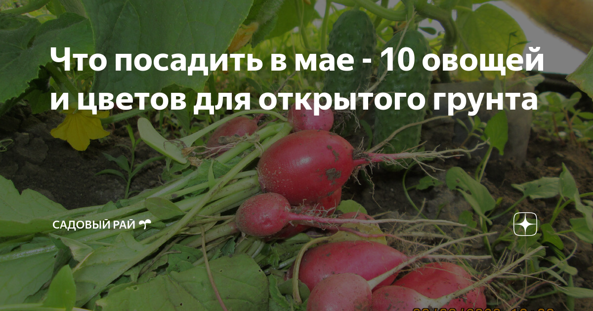 Что посадить в августе в открытый грунт. Что посадить в августе в открытый грунт