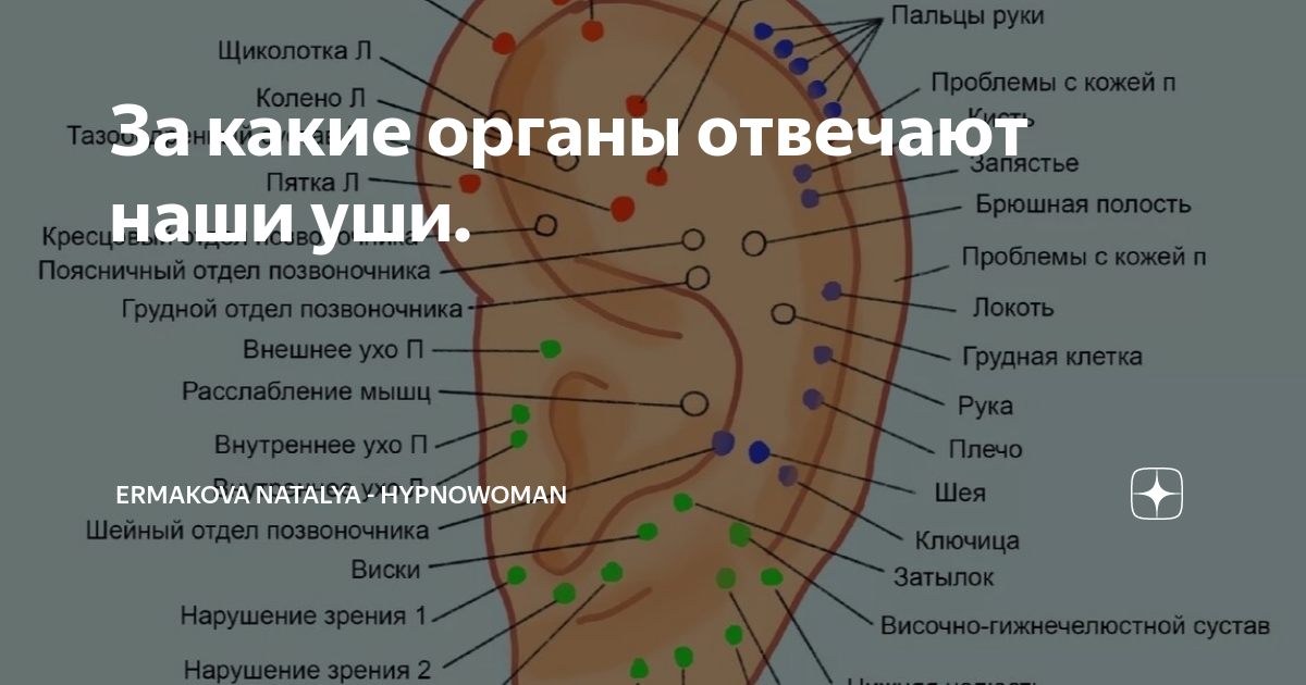 Какой орган отвечает за выведение. Точки на ушах отвечающие за органы. Точки на ухе отвечающие за органы. Точки на ушах отвечающие за органы фото с надписями. Точки на ухе отвечающие за органы фото.