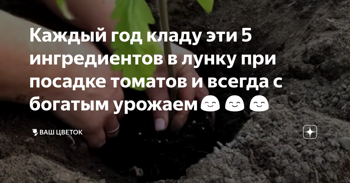 Что положить в лунку при высадке томатов. Бурофрез для делания лунок при посадке томатов. Таблетки в лунку при посадке томатов. Баклажан по 2 в лунку при посадке. Огородник из Рязани что положить в лунку при посадке томатов.