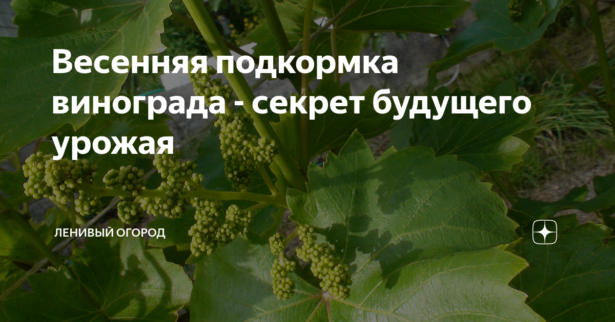 Чем удобрять виноград весной. Подкормка винограда. Подкормка винограда весной. Подкормка винограда весной для большого урожая.