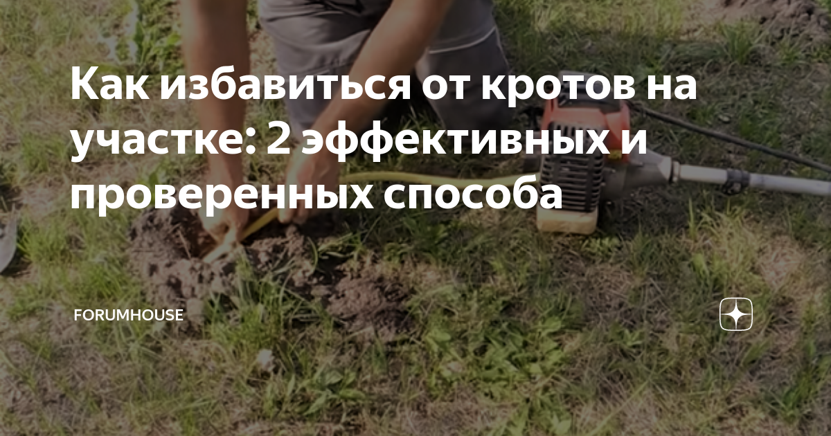 Как избавиться от кротов на участке: 2 эффективных и проверенных ...