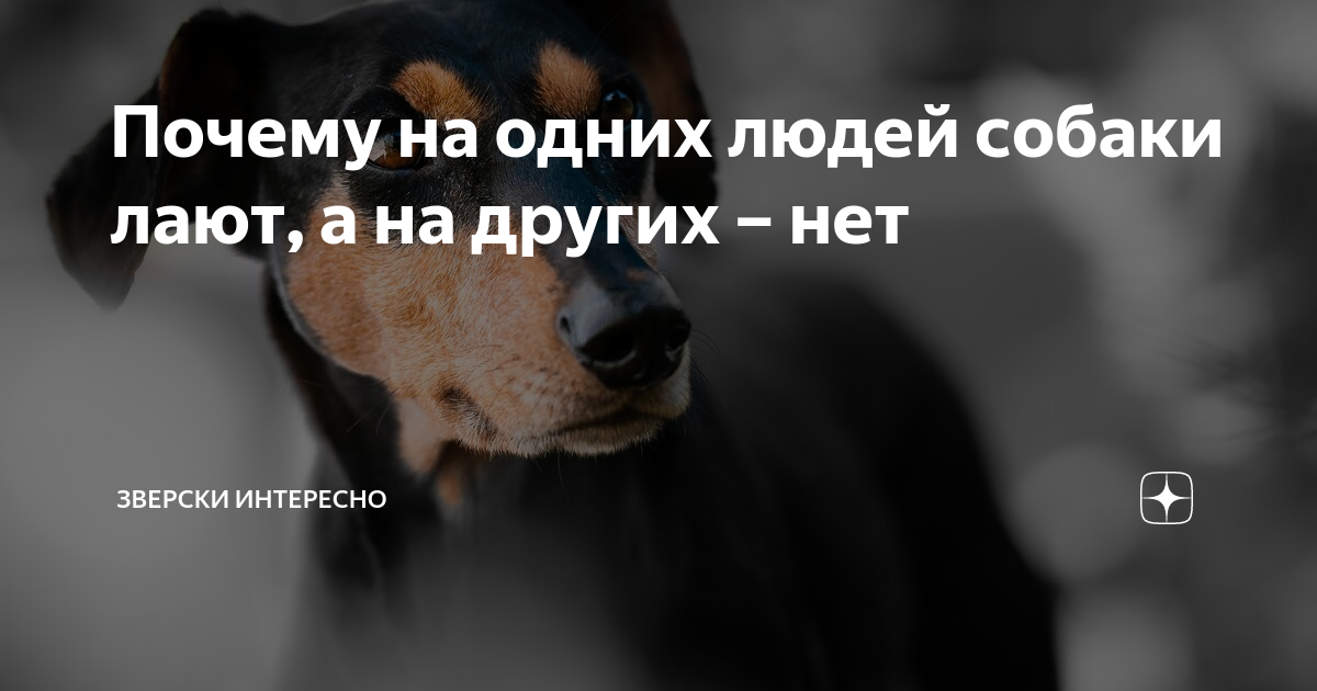 Когда собаки лают Лев не дергается. Ночью во мраке лают собаки. Лев не дергается когда псы лают картинки. Если собака лает на чужих людей.