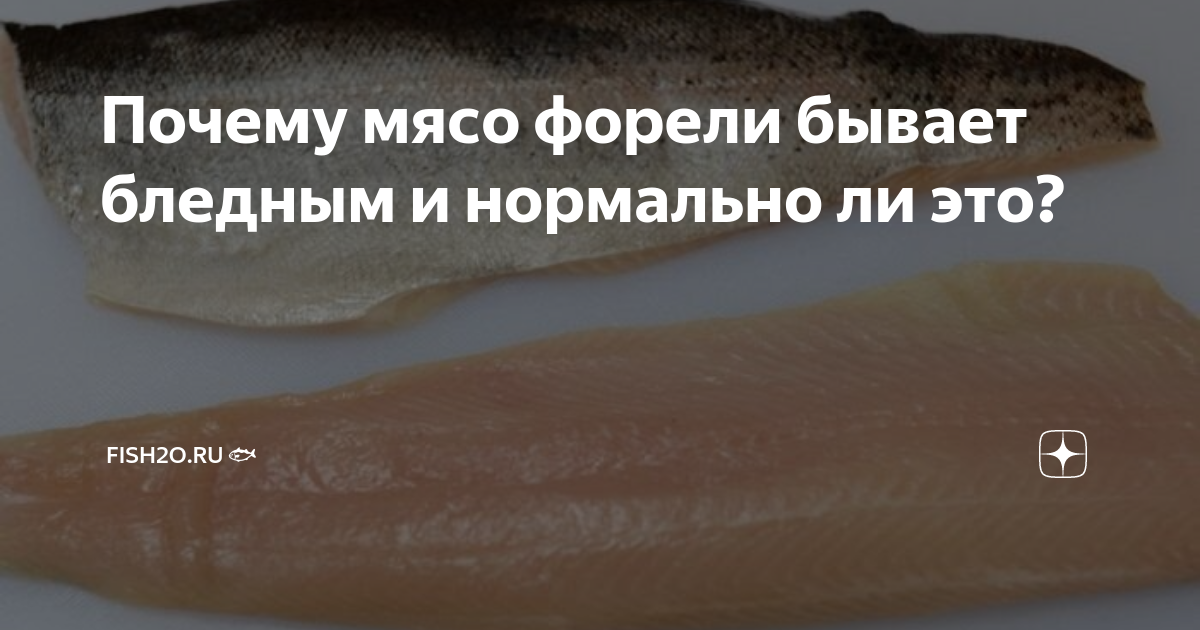Почему мясо форели бывает бледным и нормально ли это? | fish2o (ИП ...