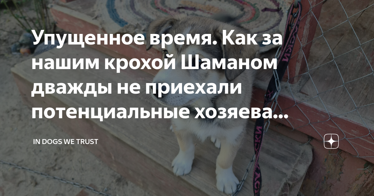 In dogs we trust дзен. In Dog we Trust.