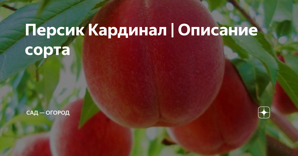 Персик Кардинал купить в питомнике - Эко-Питомник