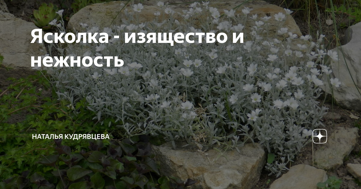 Ясколка - изящество и нежность | Волшебный сад | Дзен