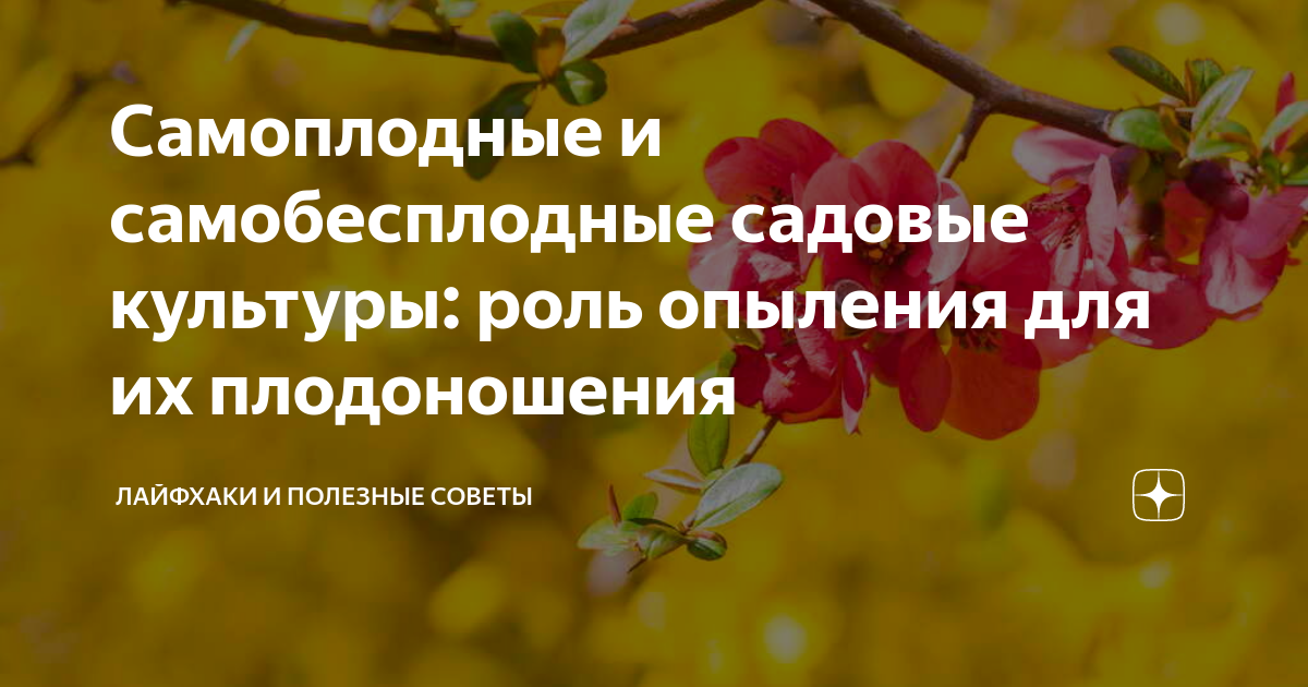 Самобесплодный сорт это. Самоплодность : самобесплодный. самобесплодный сорт что это значит.