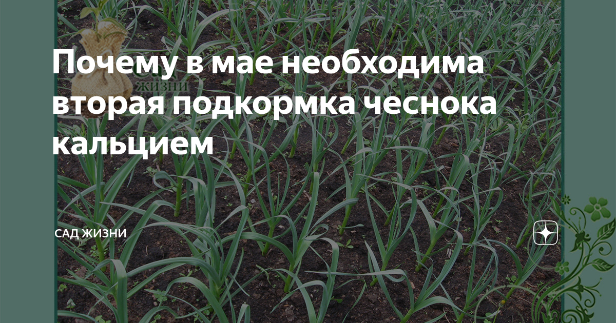 Почему в мае необходима вторая подкормка чеснока кальцием | Сад Жизни ...