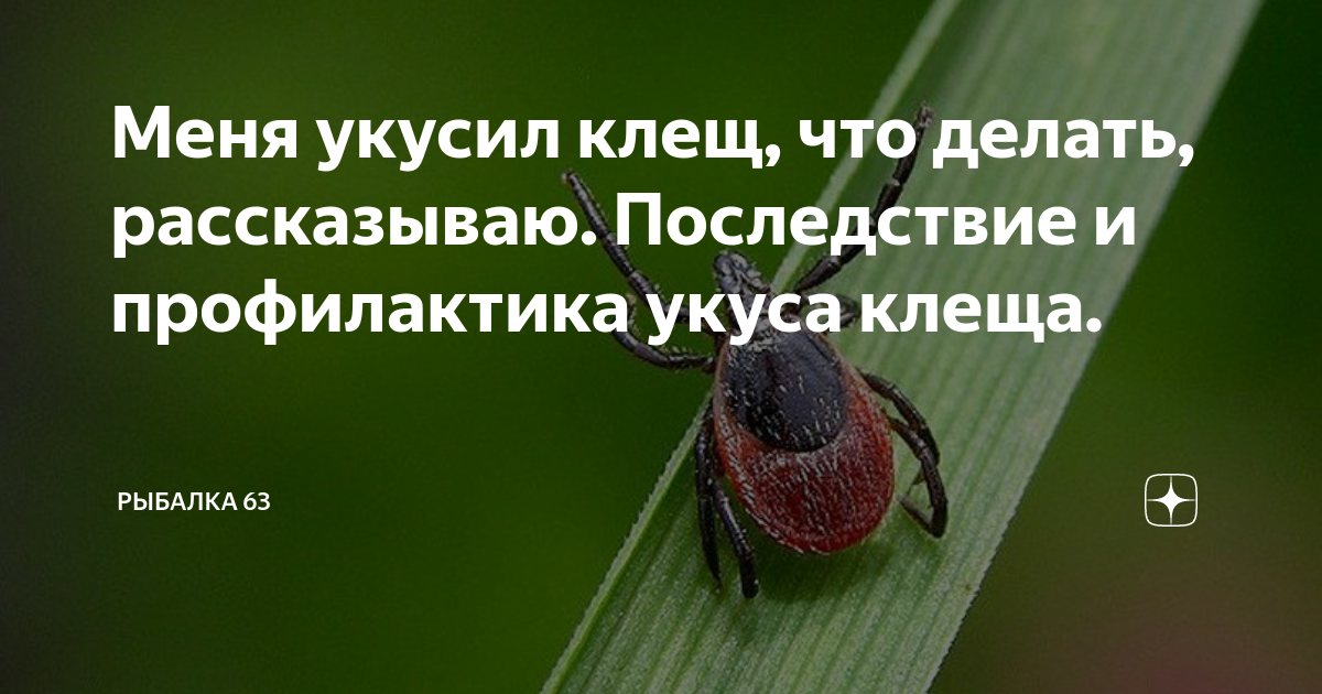 Укус клеща. Что делать? На что обращать внимание? — Сеть МЦ «Доктор Боголюбов»