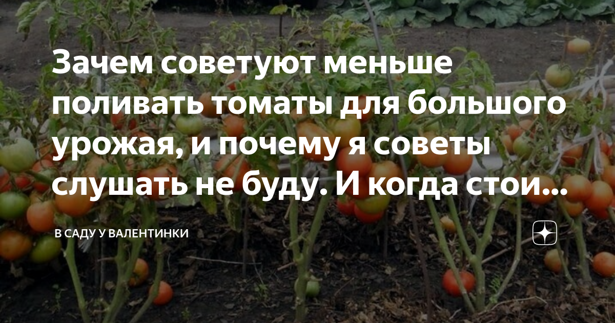 Зачем советуют меньше поливать томаты для большого урожая, и почему я ...