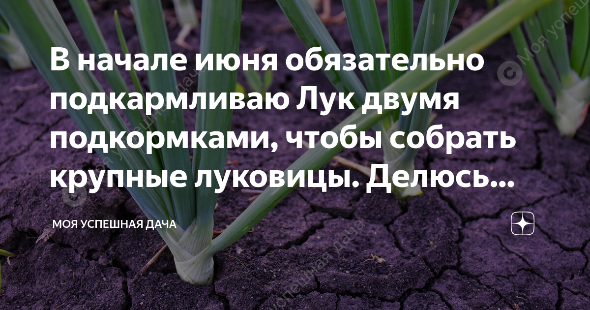 Подкормить лук в июне для крупной луковицы. Чем подкормить лук в июне для хорошего урожая. Чем подкормить лук в июне. Чем подкормить лук.