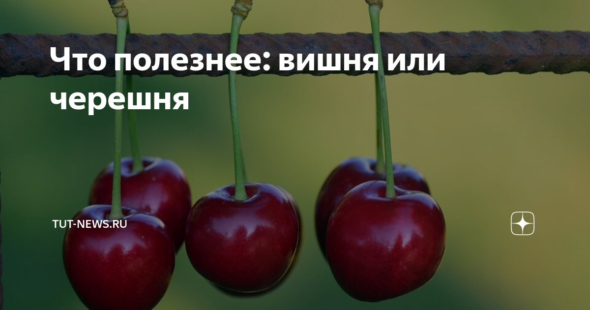 Вишня или черешня полезнее