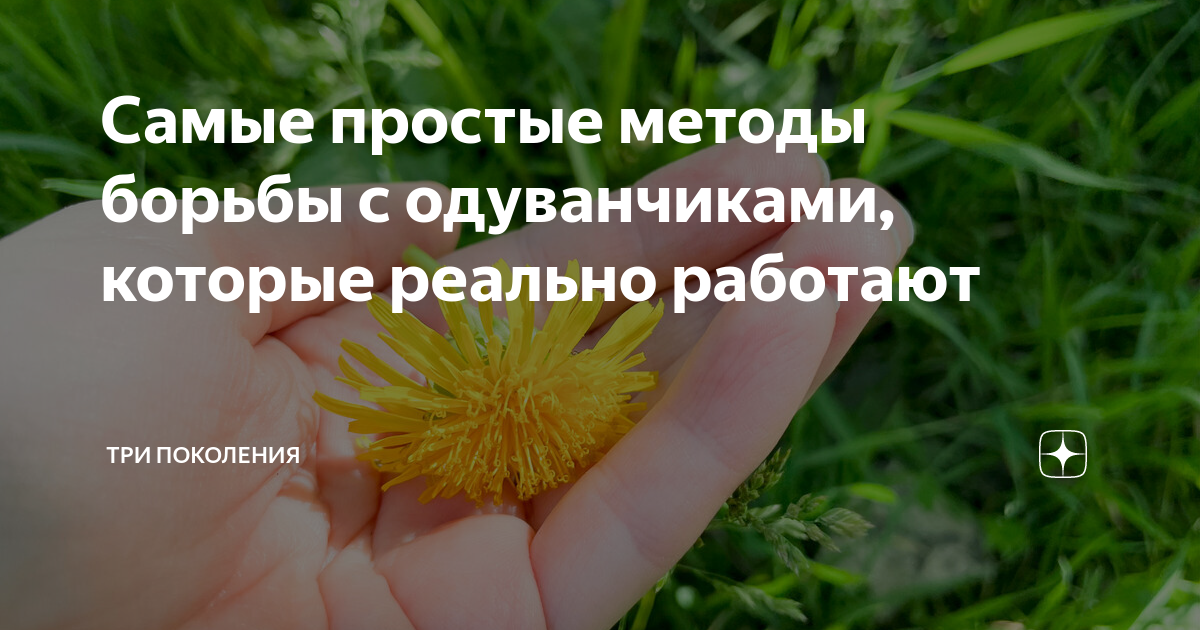 Самые простые методы борьбы с одуванчиками, которые реально работают ...