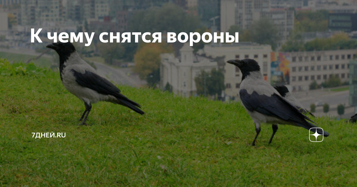 Сонник Вороны 😴 приснились, к чему снятся Вороны во сне видеть?