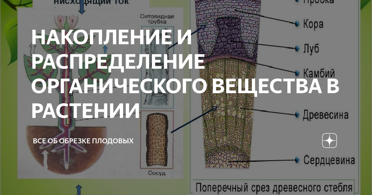 НАКОПЛЕНИЕ И РАСПРЕДЕЛЕНИЕ ОРГАНИЧЕСКОГО ВЕЩЕСТВА В РАСТЕНИИ | ВСЕ ОБ ...