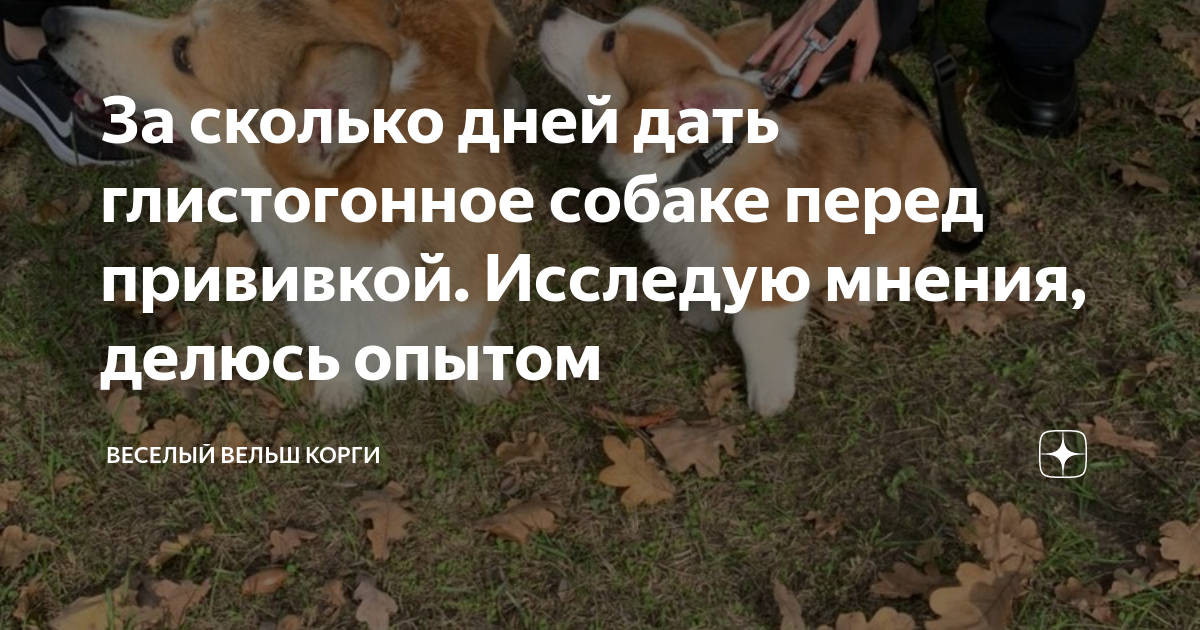 За сколько дней дать глистогонное собаке перед прививкой. Исследую ...