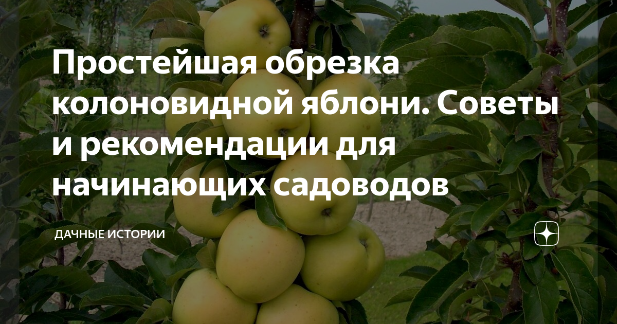 Простейшая обрезка колоновидной яблони. Советы и рекомендации для ...