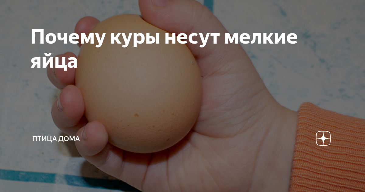 Почему яйца мелкие. Почему курицы несут маленькие яйца. Почему у курей стали мелкие яйца. Кто несет маленькие яйца.