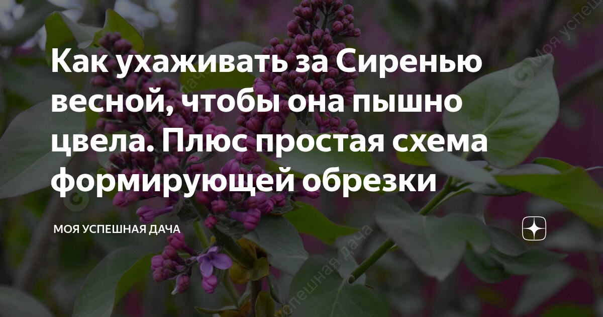 как правильно ухаживать за сиренью