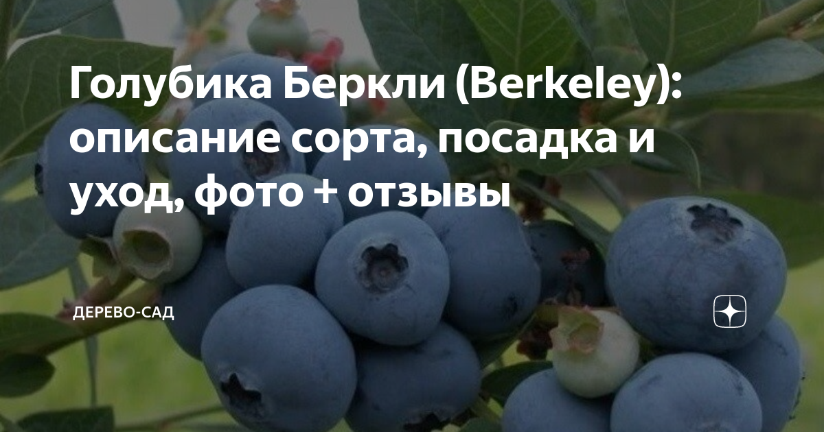 7ЦВЕТОВ / Голубика Торо Плодовые. Лиственные растения с закрытой корневой систем