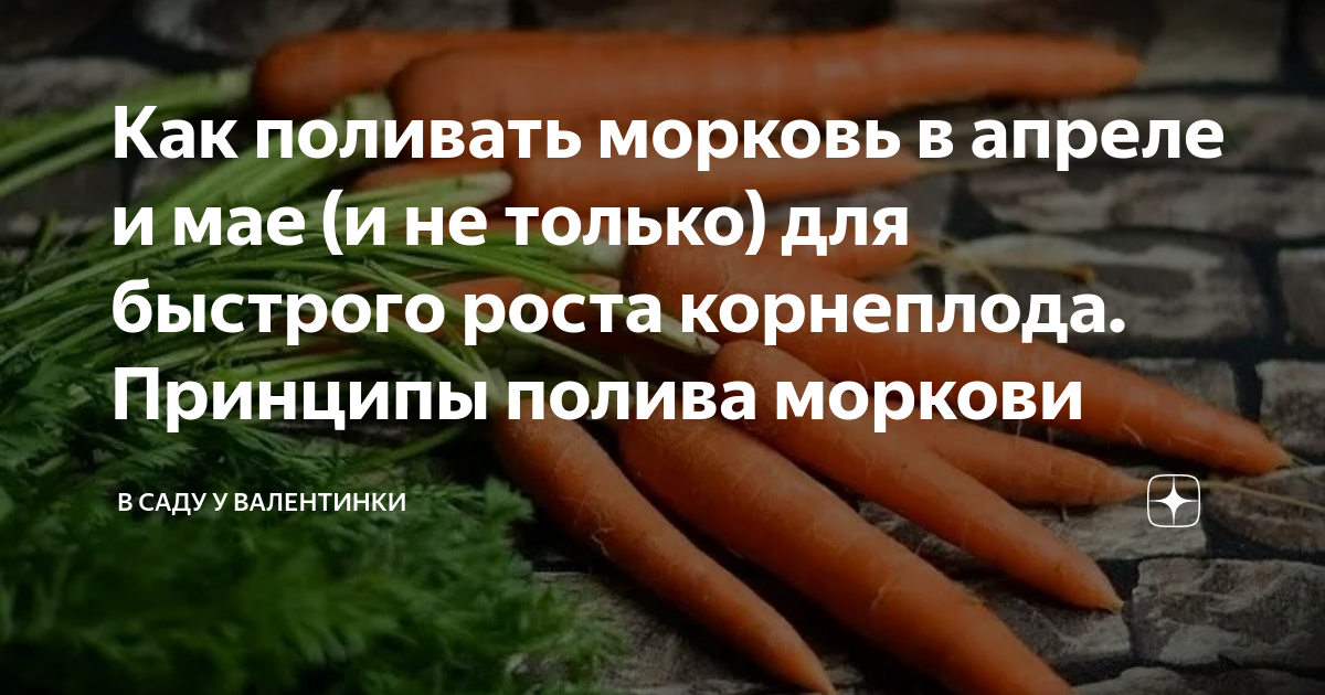 Капельный полив для моркови. Полив моркови в открытом грунте. Схема полива моркови. Сколько раз поливать морковь.